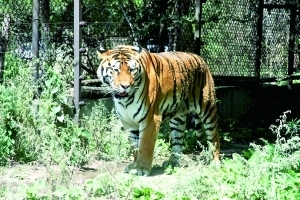 老虎吃人,动物园要担责吗?