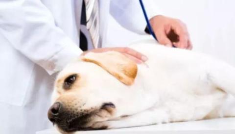 宠物注射疫苗死亡 医院是否应该赔偿