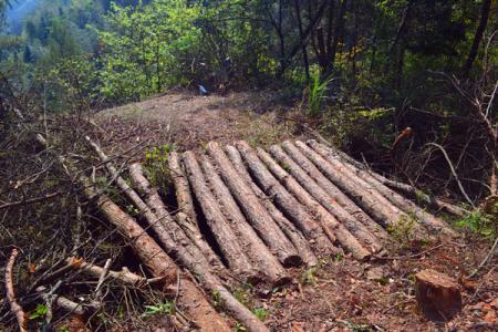 2022滥伐林木罪立案标准是什么